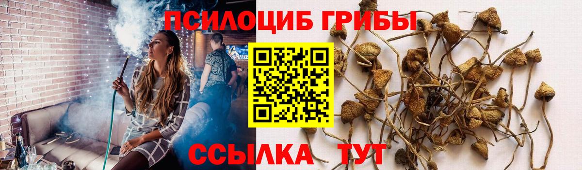 Псилоцибиновые грибы Cubensis Красный Сулин